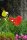 POPPY der leuchtende Acrylglas Vogel